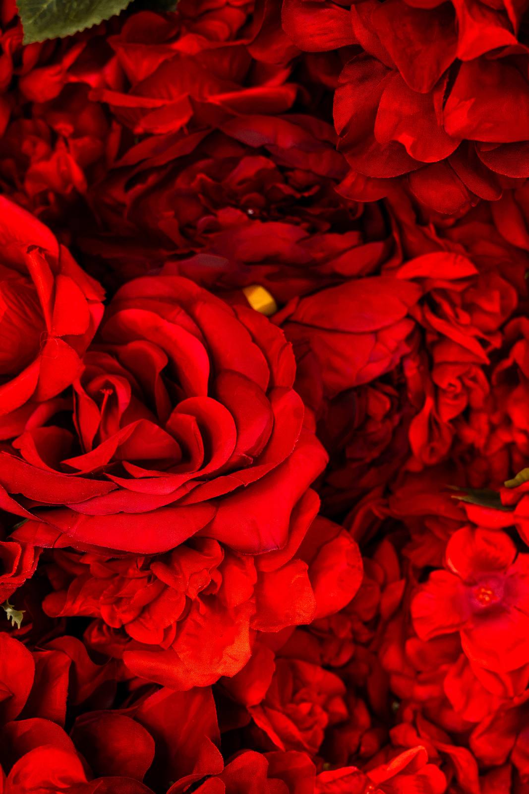 The Baci rose wall with red roses and hydrangeas